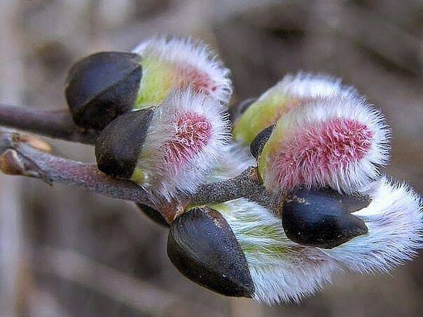 ВІДКРИТА КНИГА 