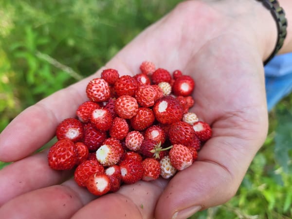 Світлана Павлова